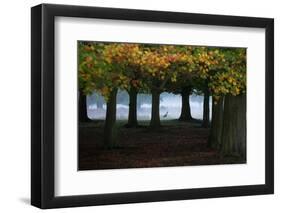 An Egyptian Goose, Alopochen Aegyptiaca, in London's Richmond Park-Alex Saberi-Framed Photographic Print