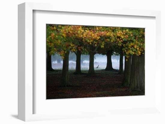 An Egyptian Goose, Alopochen Aegyptiaca, in London's Richmond Park-Alex Saberi-Framed Photographic Print