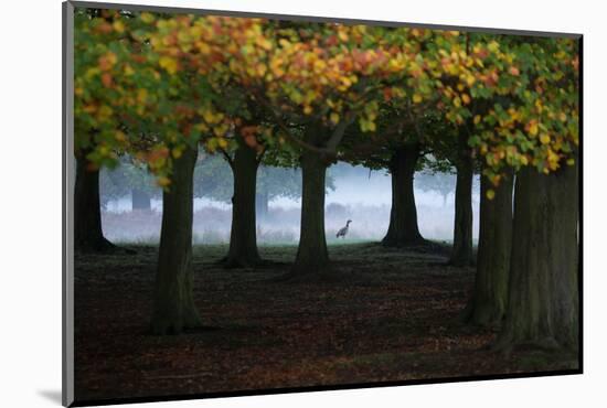 An Egyptian Goose, Alopochen Aegyptiaca, in London's Richmond Park-Alex Saberi-Mounted Photographic Print