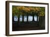 An Egyptian Goose, Alopochen Aegyptiaca, in London's Richmond Park-Alex Saberi-Framed Photographic Print