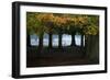 An Egyptian Goose, Alopochen Aegyptiaca, in London's Richmond Park-Alex Saberi-Framed Photographic Print