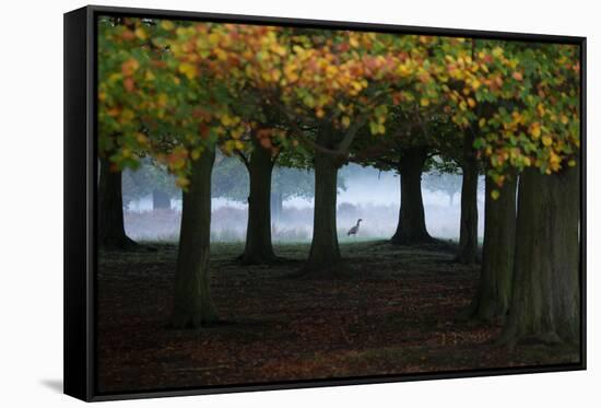 An Egyptian Goose, Alopochen Aegyptiaca, in London's Richmond Park-Alex Saberi-Framed Stretched Canvas