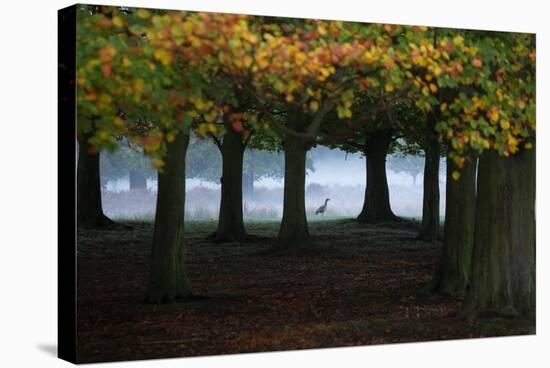 An Egyptian Goose, Alopochen Aegyptiaca, in London's Richmond Park-Alex Saberi-Stretched Canvas