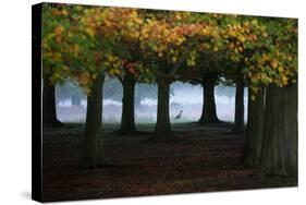 An Egyptian Goose, Alopochen Aegyptiaca, in London's Richmond Park-Alex Saberi-Stretched Canvas