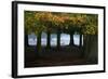 An Egyptian Goose, Alopochen Aegyptiaca, in London's Richmond Park-Alex Saberi-Framed Photographic Print