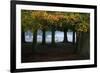 An Egyptian Goose, Alopochen Aegyptiaca, in London's Richmond Park-Alex Saberi-Framed Photographic Print