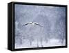An Egyptian Goose, Alopochen Aegyptiacus, Takes a Cold, Snowy Flight-Alex Saberi-Framed Stretched Canvas