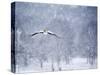 An Egyptian Goose, Alopochen Aegyptiacus, Takes a Cold, Snowy Flight-Alex Saberi-Stretched Canvas