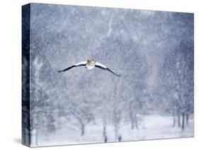 An Egyptian Goose, Alopochen Aegyptiacus, Takes a Cold, Snowy Flight-Alex Saberi-Stretched Canvas