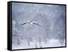 An Egyptian Goose, Alopochen Aegyptiacus, Takes a Cold, Snowy Flight-Alex Saberi-Framed Stretched Canvas