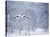 An Egyptian Goose, Alopochen Aegyptiacus, Takes a Cold, Snowy Flight-Alex Saberi-Stretched Canvas