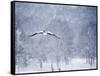 An Egyptian Goose, Alopochen Aegyptiacus, Takes a Cold, Snowy Flight-Alex Saberi-Framed Stretched Canvas