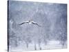 An Egyptian Goose, Alopochen Aegyptiacus, Takes a Cold, Snowy Flight-Alex Saberi-Stretched Canvas