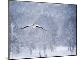 An Egyptian Goose, Alopochen Aegyptiacus, Takes a Cold, Snowy Flight-Alex Saberi-Mounted Photographic Print