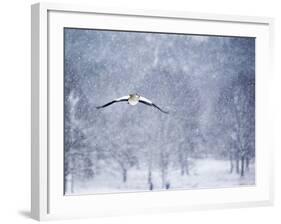 An Egyptian Goose, Alopochen Aegyptiacus, Takes a Cold, Snowy Flight-Alex Saberi-Framed Photographic Print