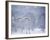 An Egyptian Goose, Alopochen Aegyptiacus, Takes a Cold, Snowy Flight-Alex Saberi-Framed Photographic Print