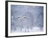 An Egyptian Goose, Alopochen Aegyptiacus, Takes a Cold, Snowy Flight-Alex Saberi-Framed Photographic Print