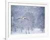 An Egyptian Goose, Alopochen Aegyptiacus, Takes a Cold, Snowy Flight-Alex Saberi-Framed Photographic Print