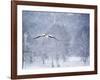 An Egyptian Goose, Alopochen Aegyptiacus, Takes a Cold, Snowy Flight-Alex Saberi-Framed Photographic Print