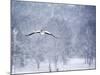 An Egyptian Goose, Alopochen Aegyptiacus, Takes a Cold, Snowy Flight-Alex Saberi-Mounted Photographic Print