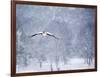 An Egyptian Goose, Alopochen Aegyptiacus, Takes a Cold, Snowy Flight-Alex Saberi-Framed Photographic Print