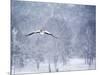 An Egyptian Goose, Alopochen Aegyptiacus, Takes a Cold, Snowy Flight-Alex Saberi-Mounted Photographic Print
