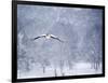 An Egyptian Goose, Alopochen Aegyptiacus, Takes a Cold, Snowy Flight-Alex Saberi-Framed Photographic Print