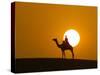 An Egyptian Policeman Looks at the Setting Sun-null-Stretched Canvas