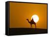 An Egyptian Policeman Looks at the Setting Sun-null-Framed Stretched Canvas