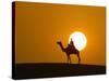 An Egyptian Policeman Looks at the Setting Sun-null-Stretched Canvas