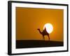 An Egyptian Policeman Looks at the Setting Sun-null-Framed Photographic Print