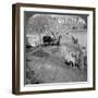 An Egyptian Sakieh, or Ox-Driven Bucket Pump, Egypt, 1905-Underwood & Underwood-Framed Photographic Print