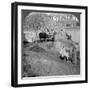 An Egyptian Sakieh, or Ox-Driven Bucket Pump, Egypt, 1905-Underwood & Underwood-Framed Photographic Print