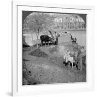 An Egyptian Sakieh, or Ox-Driven Bucket Pump, Egypt, 1905-Underwood & Underwood-Framed Photographic Print