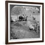 An Egyptian Sakieh, or Ox-Driven Bucket Pump, Egypt, 1905-Underwood & Underwood-Framed Photographic Print