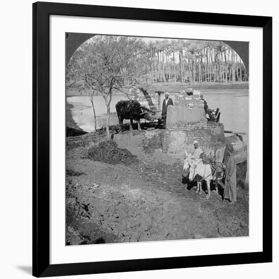 An Egyptian Sakieh, or Ox-Driven Bucket Pump, Egypt, 1905-Underwood & Underwood-Framed Photographic Print