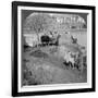 An Egyptian Sakieh, or Ox-Driven Bucket Pump, Egypt, 1905-Underwood & Underwood-Framed Photographic Print