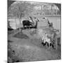 An Egyptian Sakieh, or Ox-Driven Bucket Pump, Egypt, 1905-Underwood & Underwood-Mounted Photographic Print