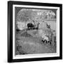 An Egyptian Sakieh, or Ox-Driven Bucket Pump, Egypt, 1905-Underwood & Underwood-Framed Photographic Print