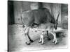 An Eland Antelope Feeding its Young at London Zoo, 1920-Frederick William Bond-Stretched Canvas