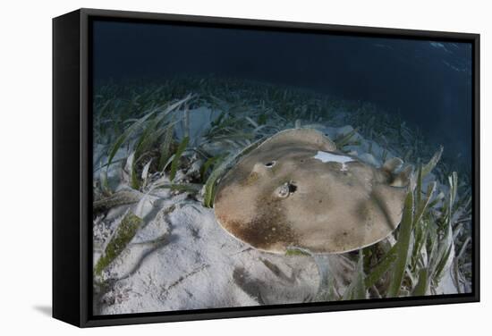 An Electric Ray on the Seafloor of Turneffe Atoll Off the Coast of Belize-Stocktrek Images-Framed Stretched Canvas