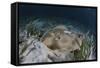 An Electric Ray on the Seafloor of Turneffe Atoll Off the Coast of Belize-Stocktrek Images-Framed Stretched Canvas