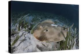 An Electric Ray on the Seafloor of Turneffe Atoll Off the Coast of Belize-Stocktrek Images-Stretched Canvas