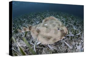 An Electric Ray on the Seafloor of Turneffe Atoll Off the Coast of Belize-Stocktrek Images-Stretched Canvas