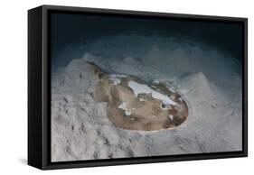 An Electric Ray on the Seafloor of Turneffe Atoll Off the Coast of Belize-Stocktrek Images-Framed Stretched Canvas