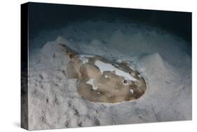 An Electric Ray on the Seafloor of Turneffe Atoll Off the Coast of Belize-Stocktrek Images-Stretched Canvas