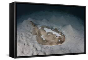 An Electric Ray on the Seafloor of Turneffe Atoll Off the Coast of Belize-Stocktrek Images-Framed Stretched Canvas