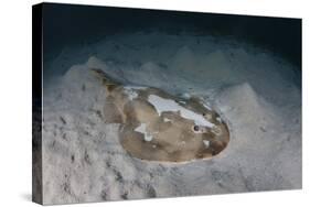An Electric Ray on the Seafloor of Turneffe Atoll Off the Coast of Belize-Stocktrek Images-Stretched Canvas