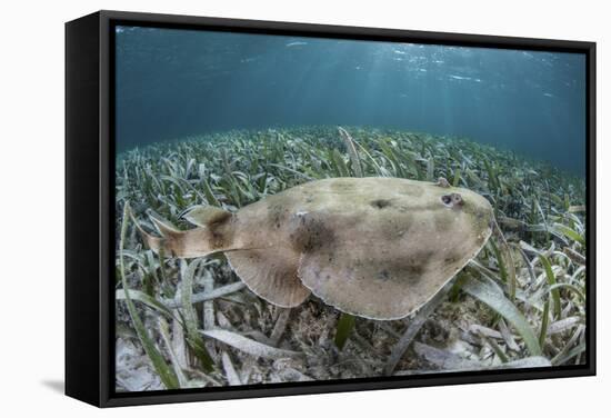 An Electric Ray on the Seafloor of Turneffe Atoll Off the Coast of Belize-Stocktrek Images-Framed Stretched Canvas