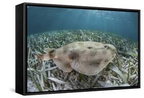 An Electric Ray on the Seafloor of Turneffe Atoll Off the Coast of Belize-Stocktrek Images-Framed Stretched Canvas